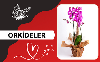 orkideler